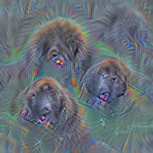 n02111129 Leonberg
